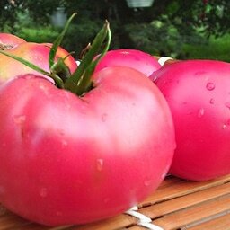 Plant tomate rose de berne