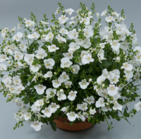 Diascia elfjes blanc - pot 10cm