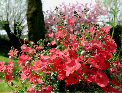 Diascia elfjes rouge - pot 10cm-