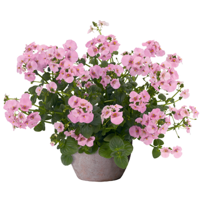 Diascia elfjes rose - pot 10cm-