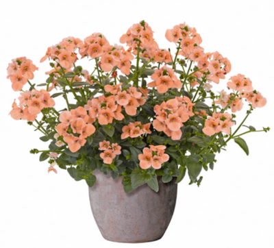 Diascia elfjes saumon - pot 10cm-