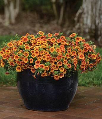 Pétunia calibrachoa jaune et orange - pot 10cm