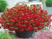 Pétunia calibrachoa rouge - pot 10cm