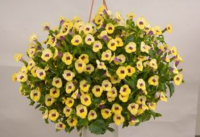 Torenia moon jaune - pot 10cm