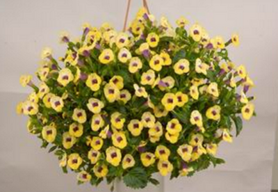 Torenia moon jaune - pot 10cm