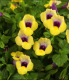 Torenia moon jaune - pot 10cm - image 2