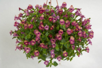 Torenia moon magenta- pot 10cm
