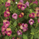 Torenia moon magenta- pot 10cm - image 3