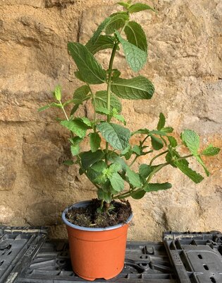 Menthe en pot