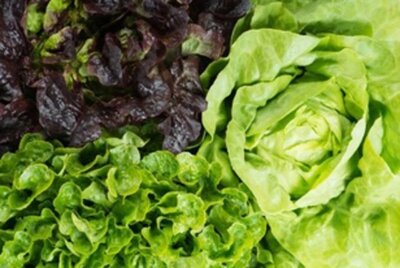 Salade selon récolte