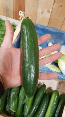 Concombre 'crokdelis'