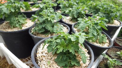 Plant tomate cerise naine bogus fruchta