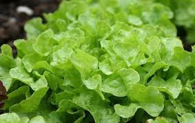 Salade feuille de chêne verte