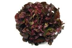 Salade feuille de chêne rouge