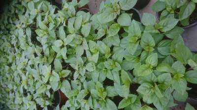 Plant basilic cannelle pot 10,5 cm