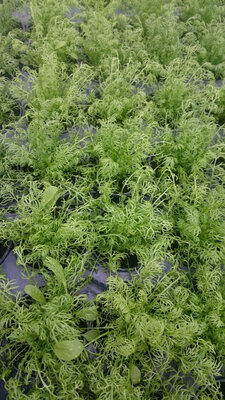 Plant de camomille pot 10,5 cm