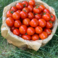 Tomate cocktail campari