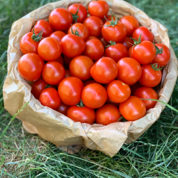 Tomate cocktail campari