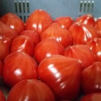 Tomate cœur de bœuf