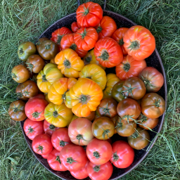 Tomates traditions