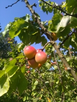 Abricots mûrs sur l'arbre cueillette du matin 1kg