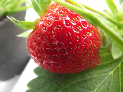 Fraises charlotte 500gr