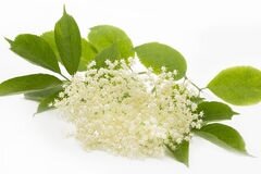 Fleurs de sureau (beignets / sirop / limonade / champagne / etc..)