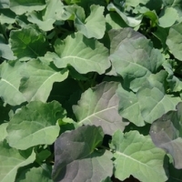 Plant de choux de bruxelles par 6