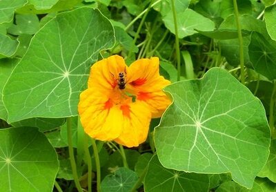 Fleurs de capucine