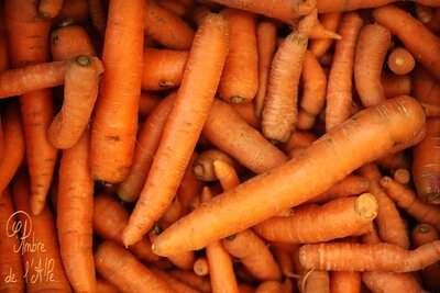 Carottes plein champ