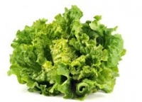 Batavia- plein champ - variété selon récolte