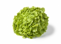 Feuille de chêne, blonde ou rouge