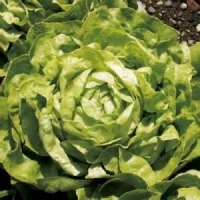 Beurre pommée, plein champ