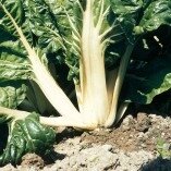 Blettes à carde
