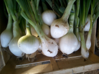 Oignons blancs, botte
