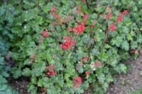 Heuchère rouge en pot de 3l