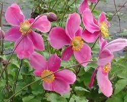 Anémone à fleurs rose en pot de 3l