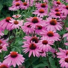 Echinacea rose en pot de 3l