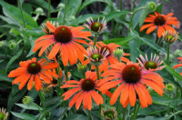 Echinacea orange en pot de 3l