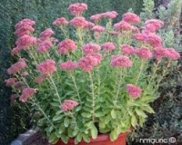 Sedum rose en pot de 3l