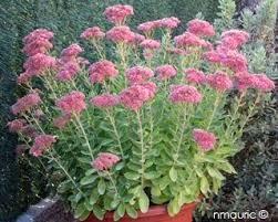 Sedum rose en pot de 3l