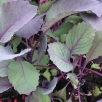 Plant de choux rouge par 6