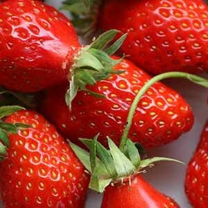 3 x fraises mariguette, jumièges.