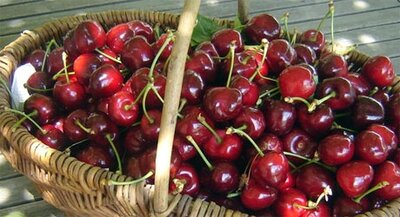 Cerises burlat, jumièges