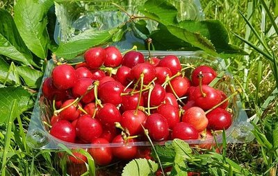 Cerises bigarreaux