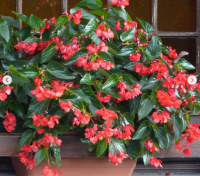 Begonia dragon wing rouge-feuilles vertes