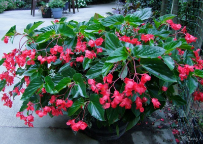 Begonia dragon wing rose-feuilles ve