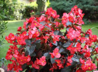 Begonia dragon wing rouge-feuilles rouges