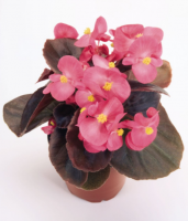 Begonia dragon wing rose-feuilles rouges