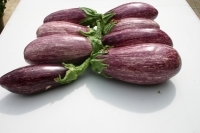 Aubergine strié
